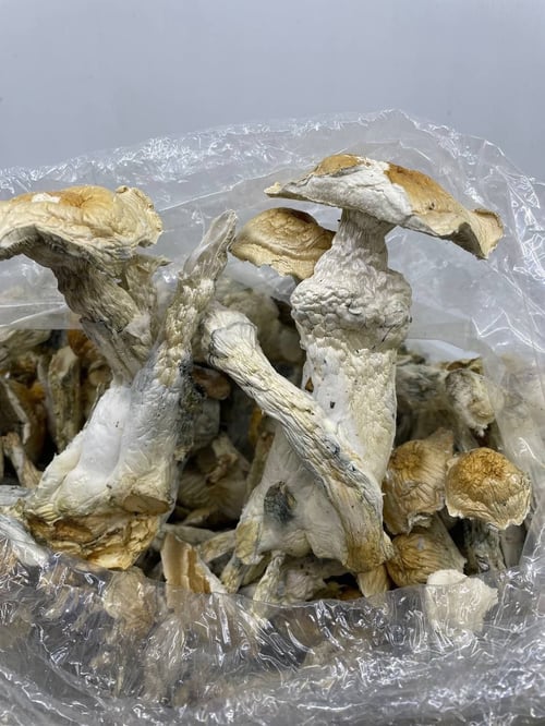 🇺🇸 ESCORT AVAILABLE AND PARTY FAVORS ❄️🍄🎱🍁
